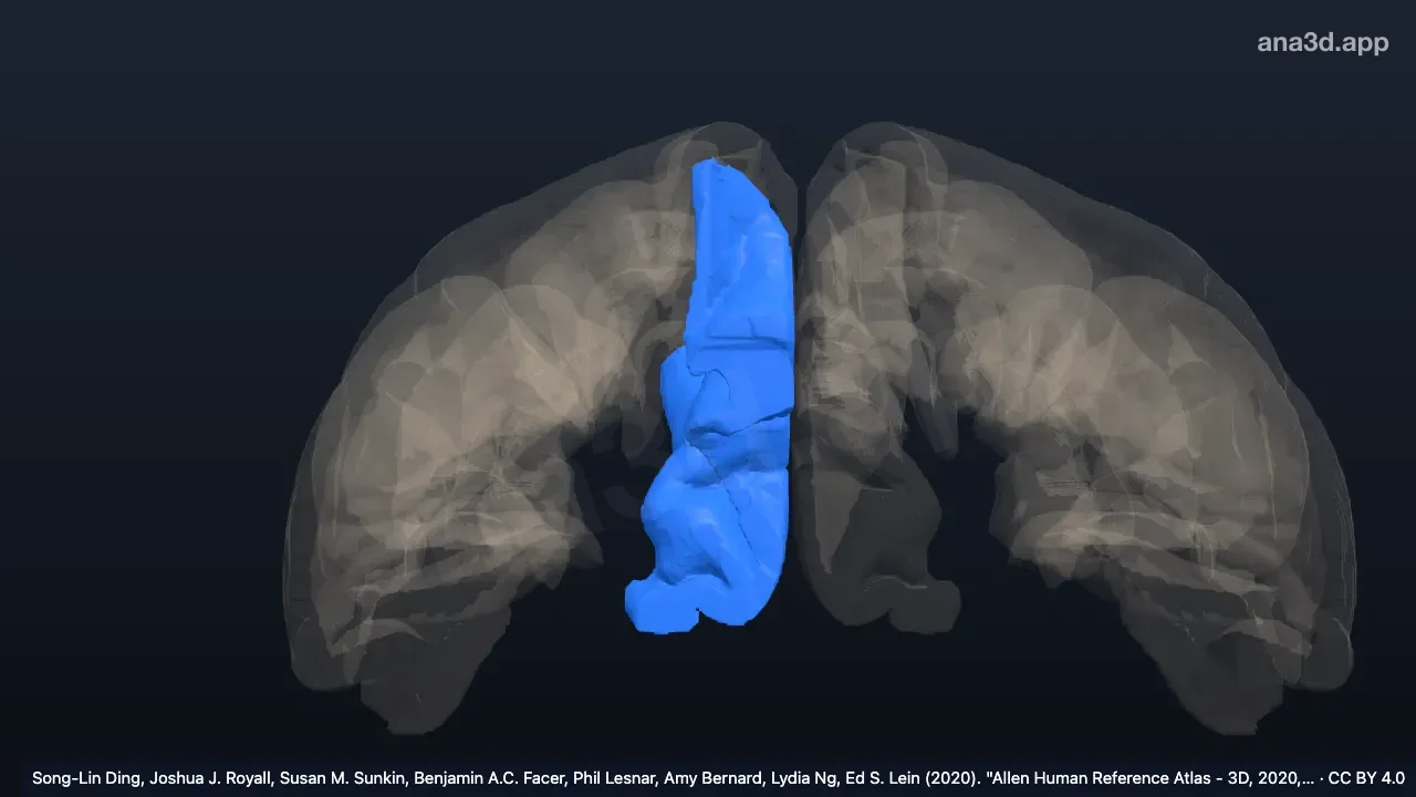 3D 模型:右楔前叶