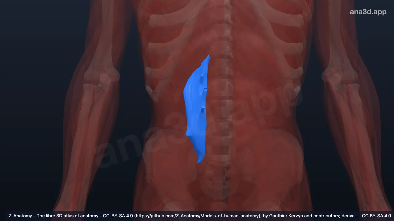 Model 3D: Otot kuadratus lumborum kanan
