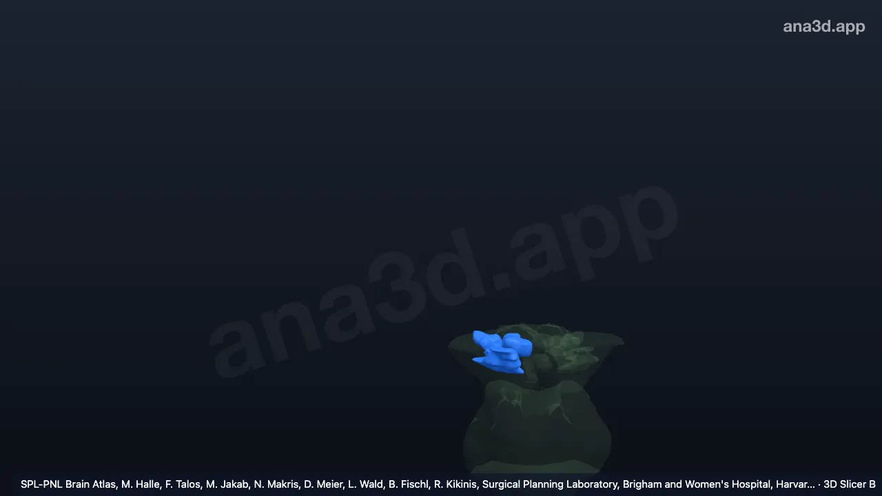3D model: right side of midbrain