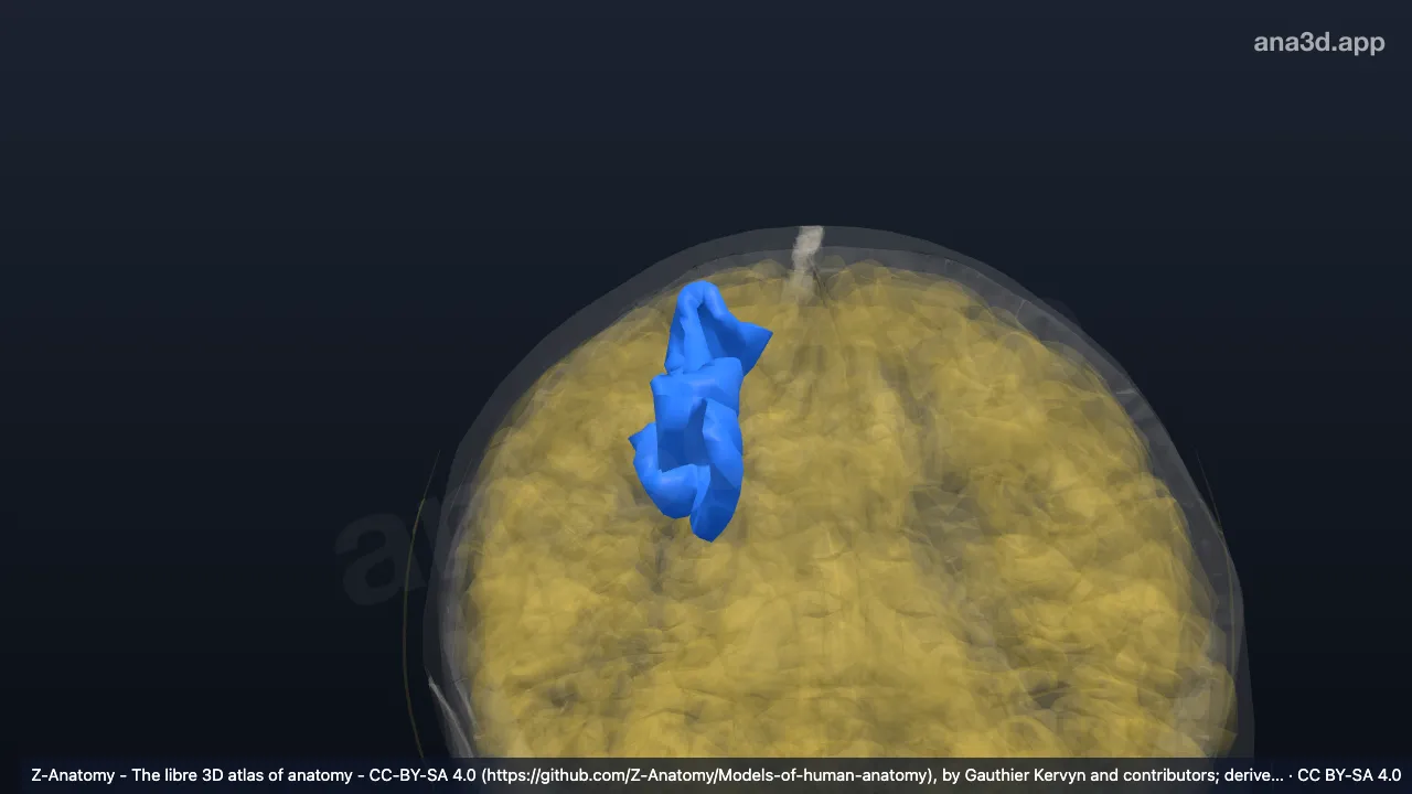 3D model: right superior frontal sulcus