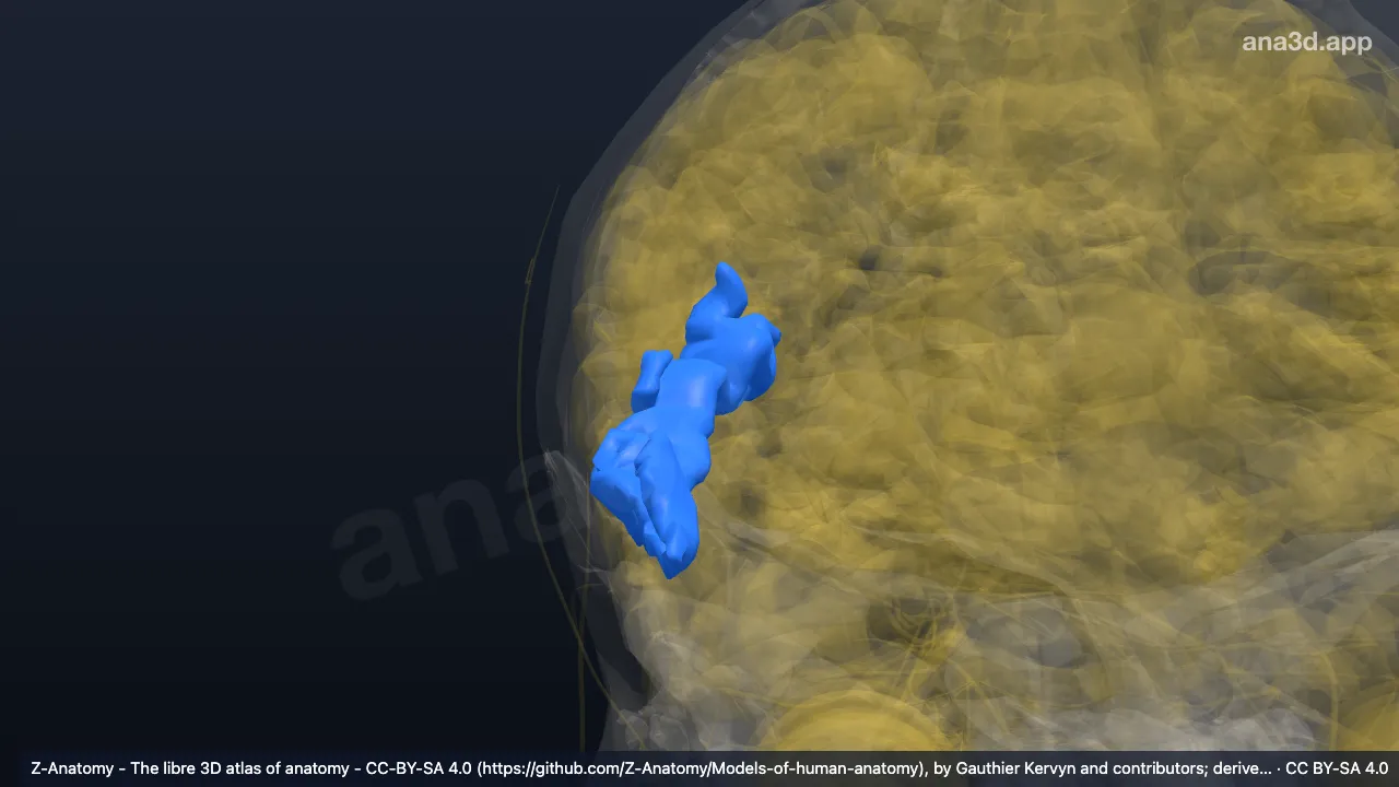 3D model: right superior temporal sulcus