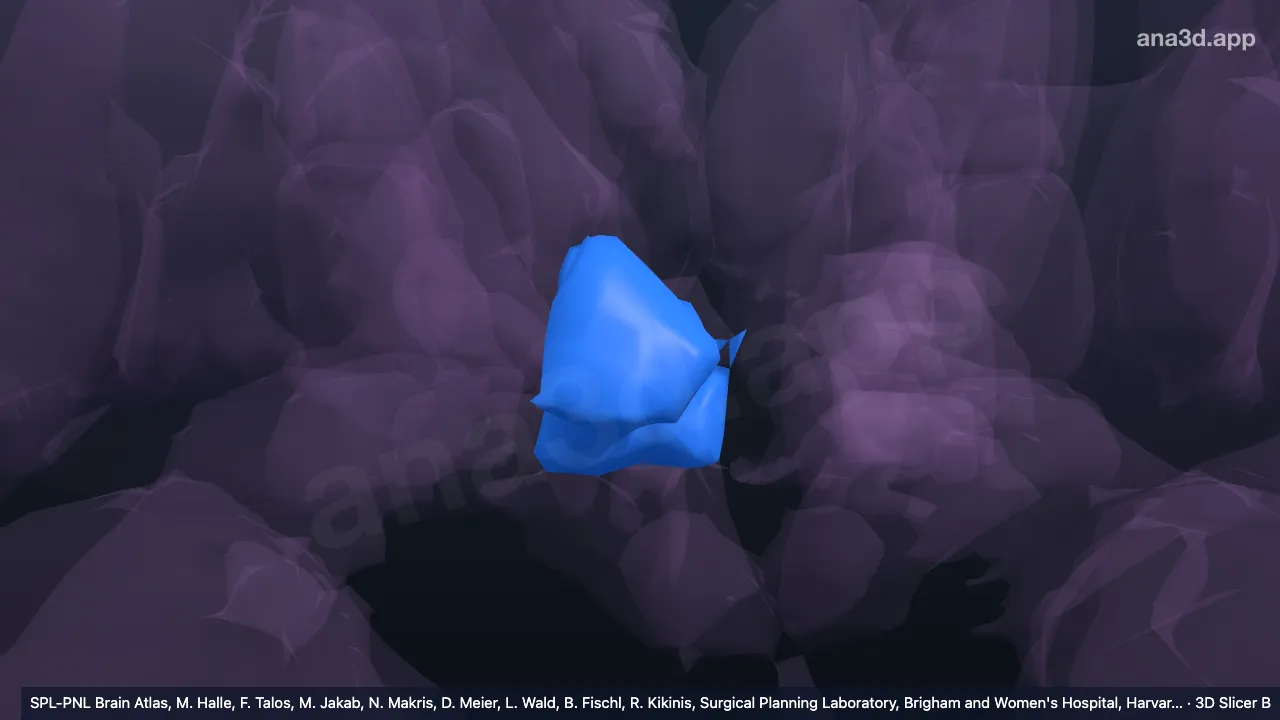 Modelo 3D: Hipotálamo tuberal superior direito