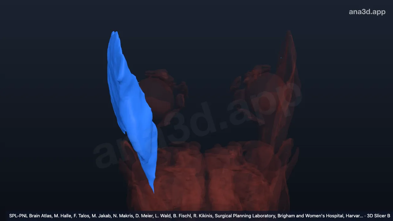 3Dモデル：右側頭筋