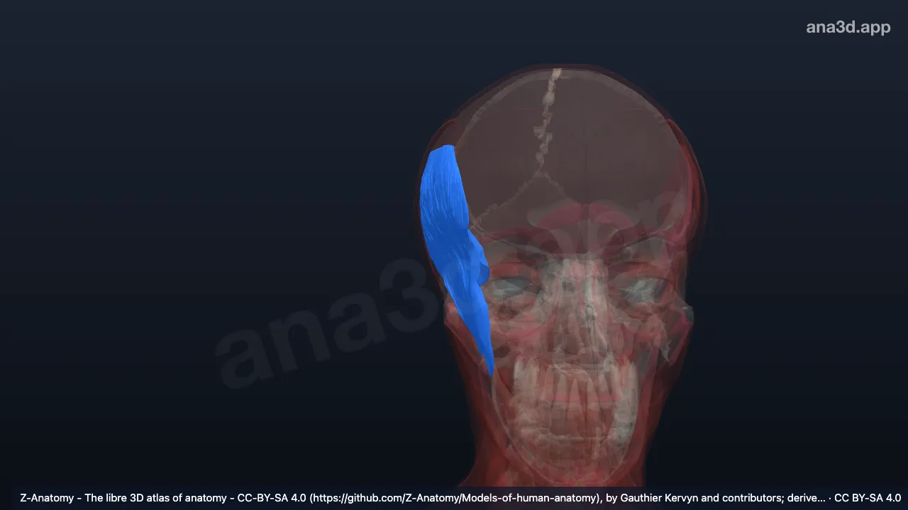 3Dモデル:右側頭筋