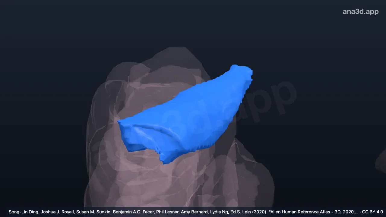 Modelo 3D: Giro temporal transverso direito