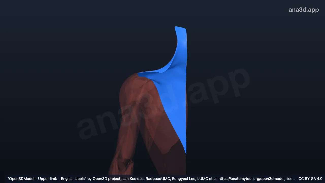 3D 模型：右斜方肌