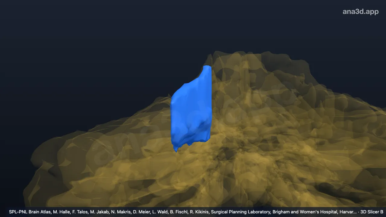 3D model: right V-m
