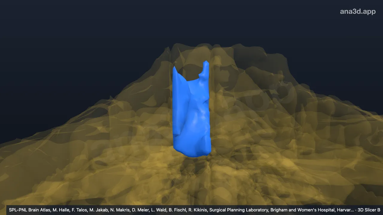 3D model: right V-v
