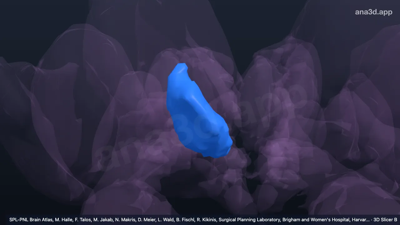 3D model: right ventral anterior thalamic nucleus