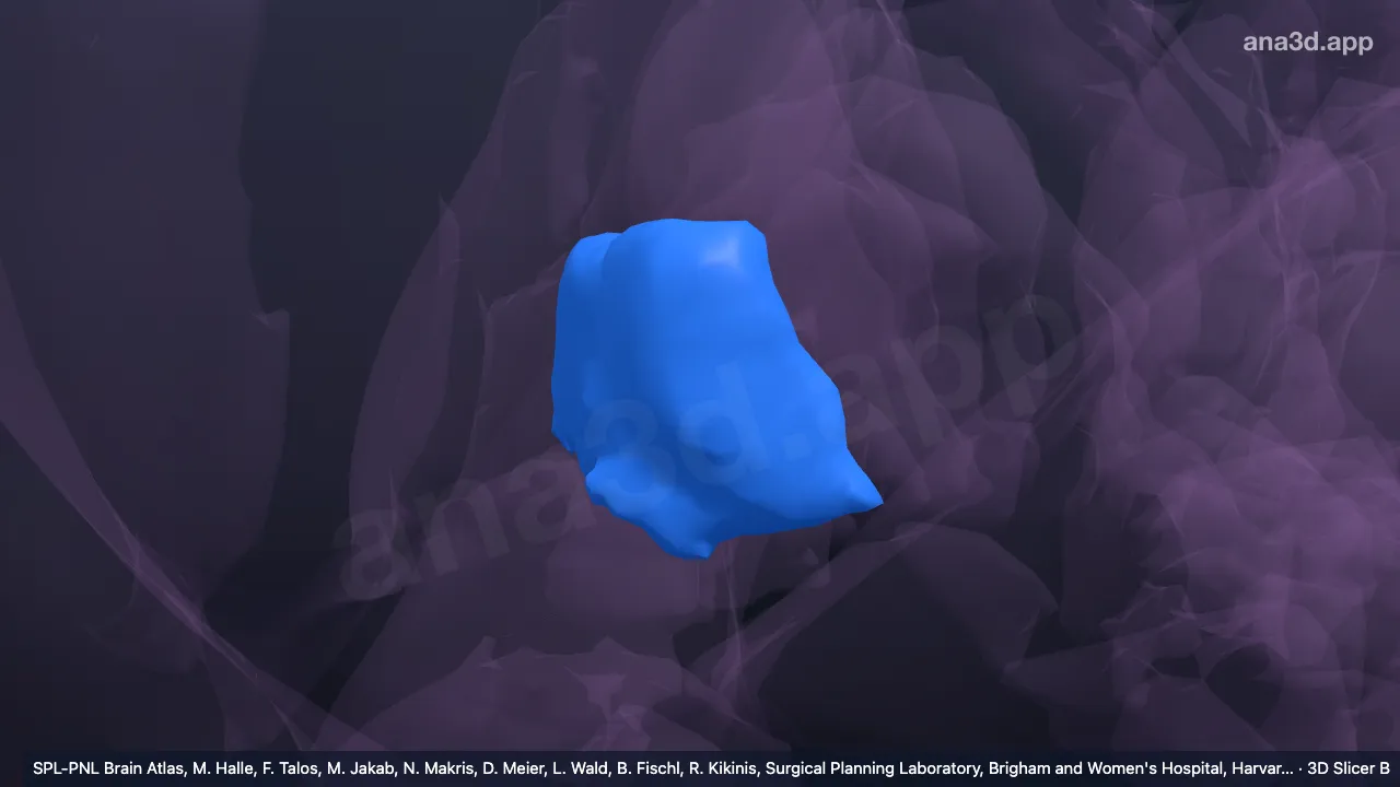 3D 模型：右丘脑腹后外侧核
