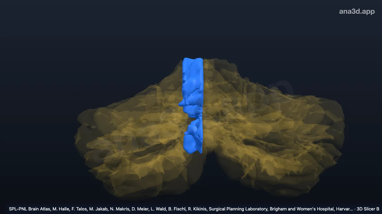 Model 3D: Vermis kanan
