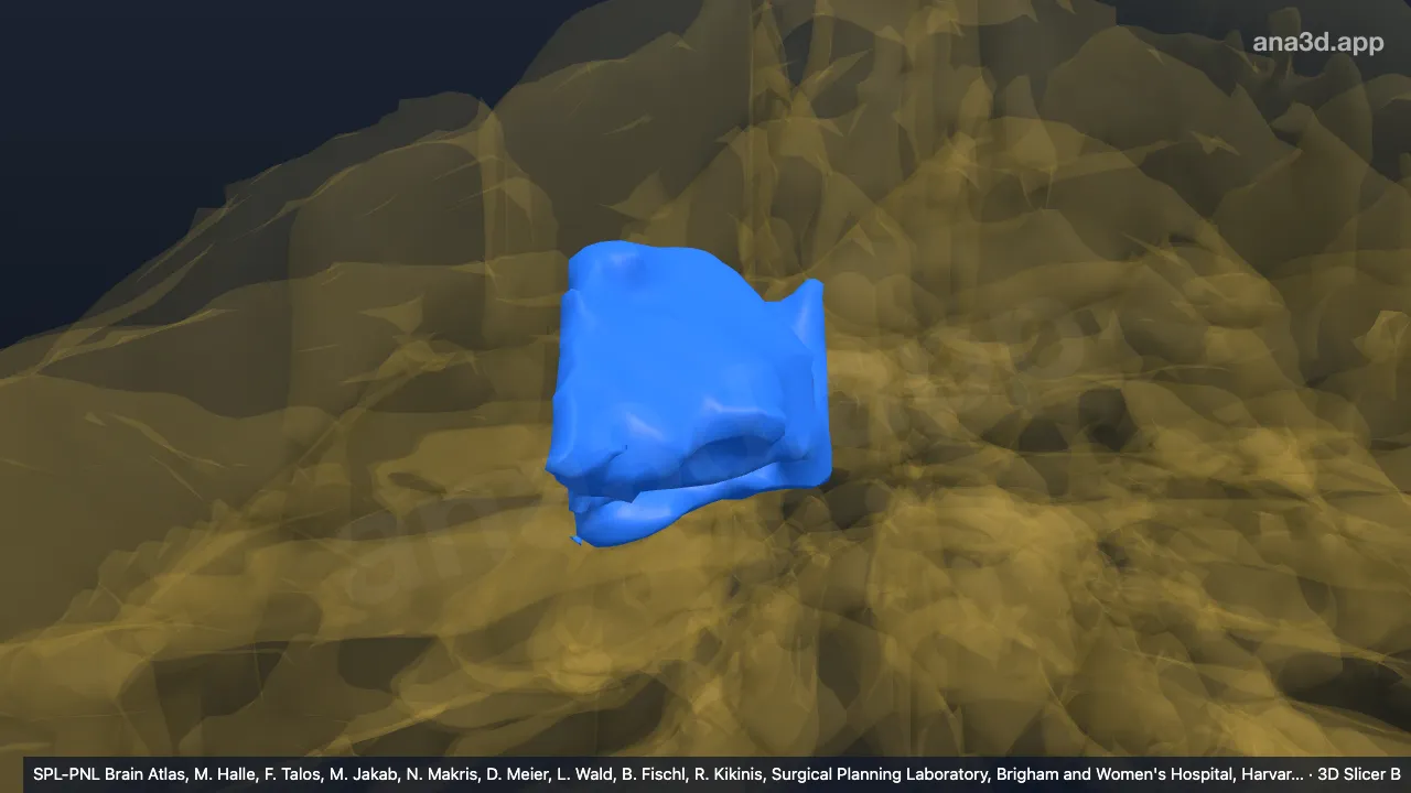 3D 模型：右VI-m