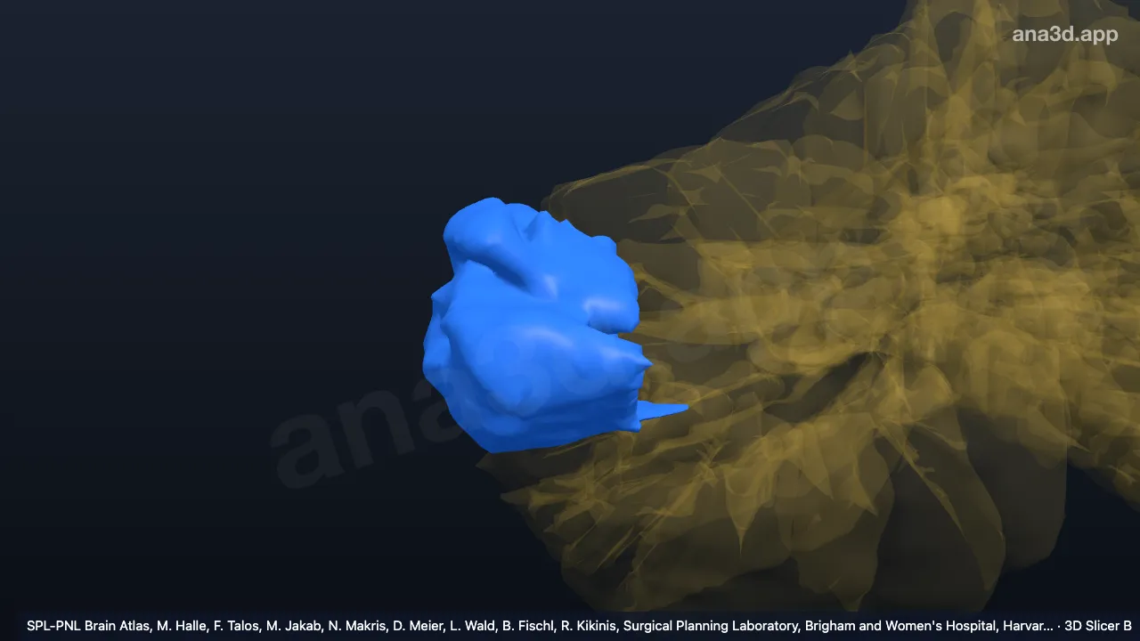 3D model: right VIIA crusI-l2