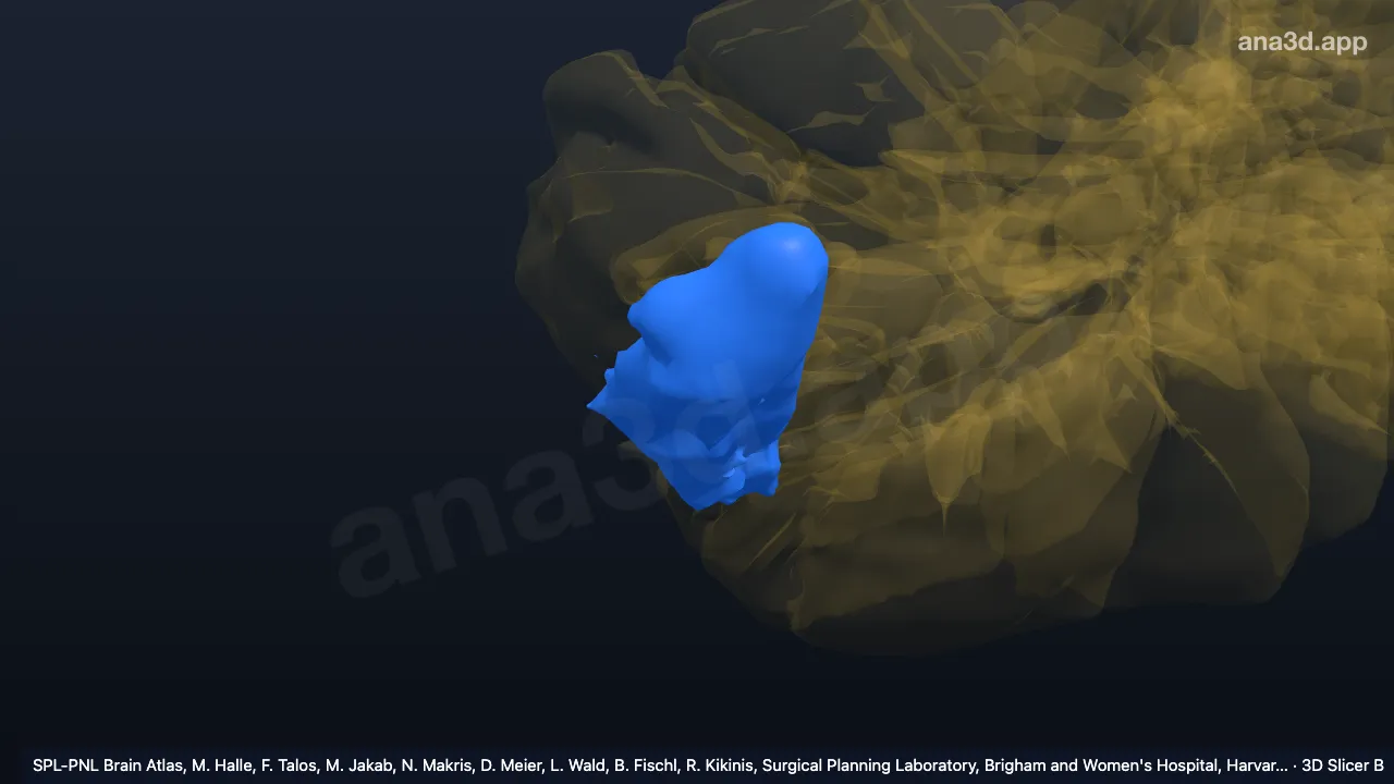 Mô hình 3D: VIIA crusII-l2 phải