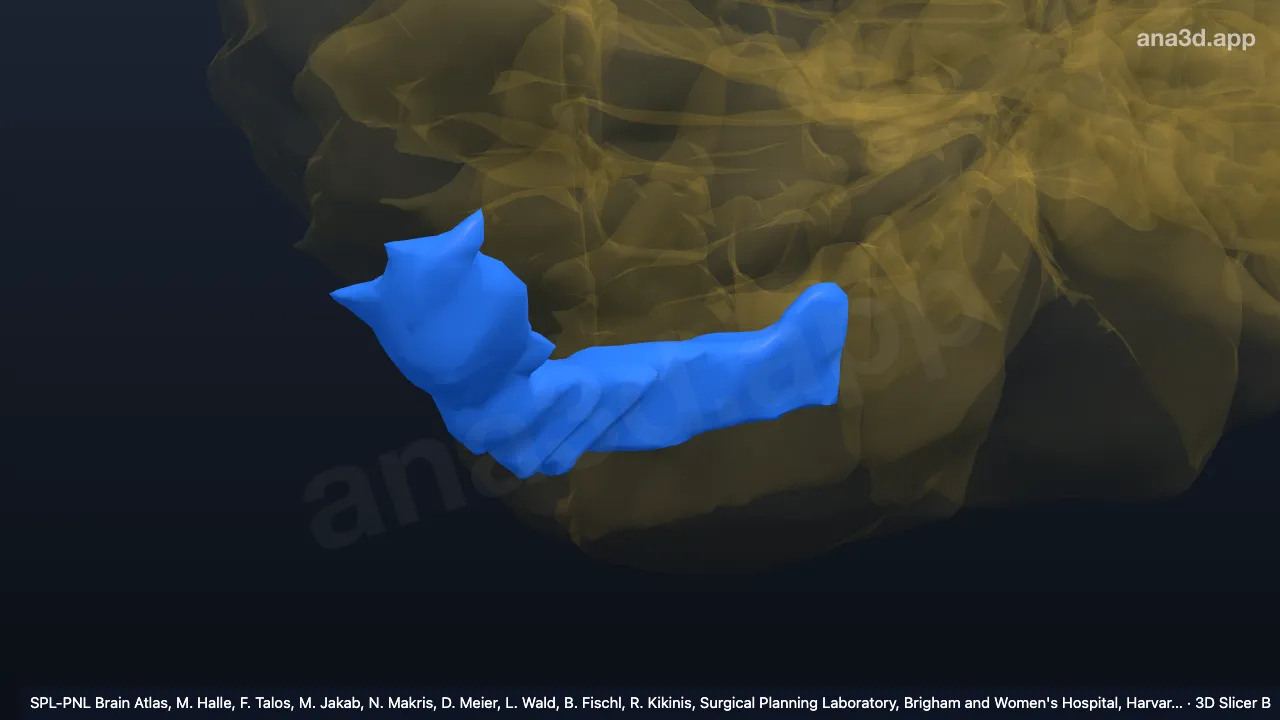 Mô hình 3D: VIIB-l phải