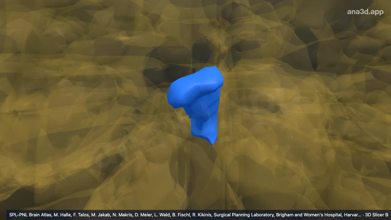 Modelo 3D: VIIB-v direito