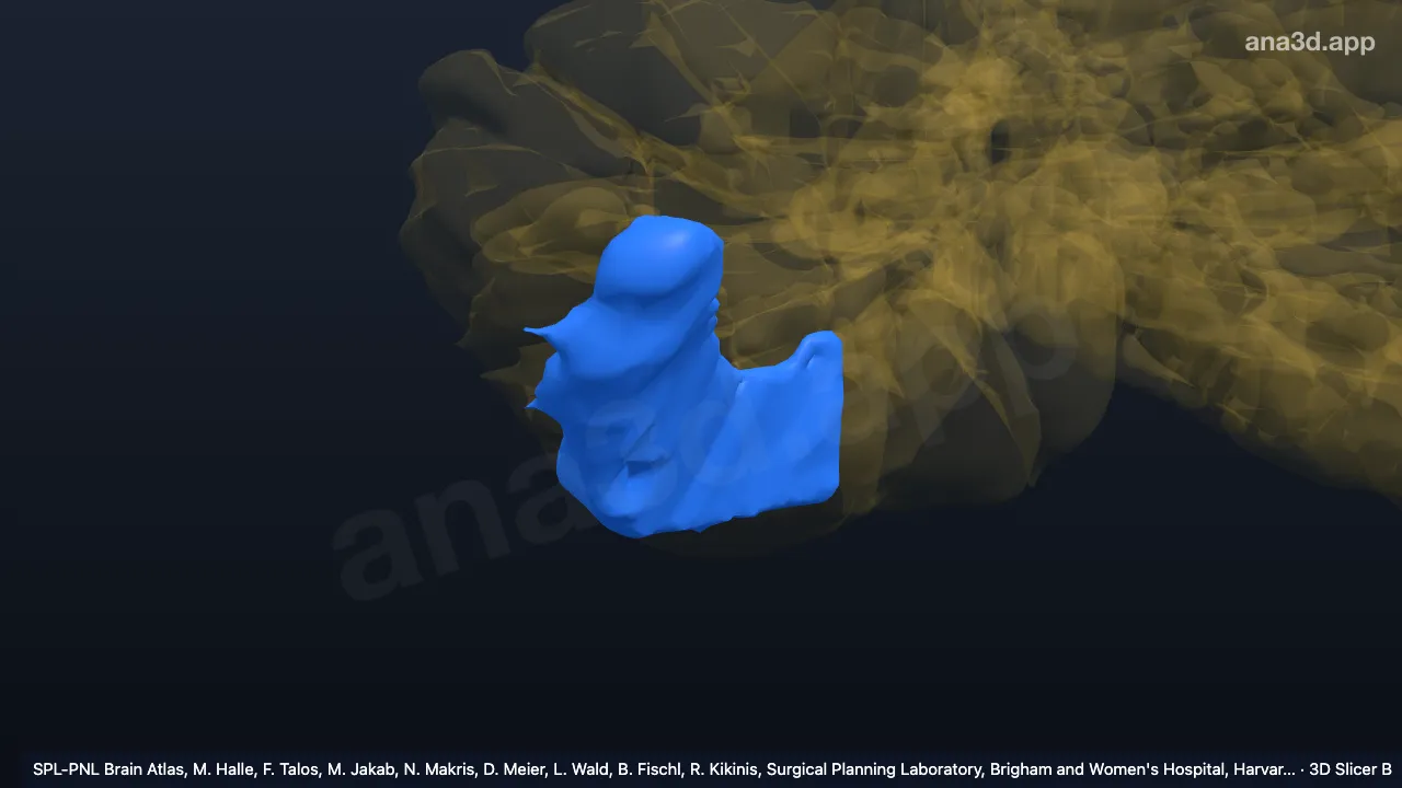 Mô hình 3D: VIIIA-l phải