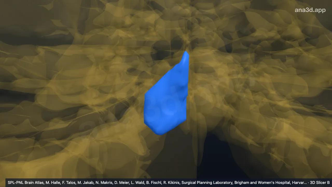 3D 模型：右VIIIA-v