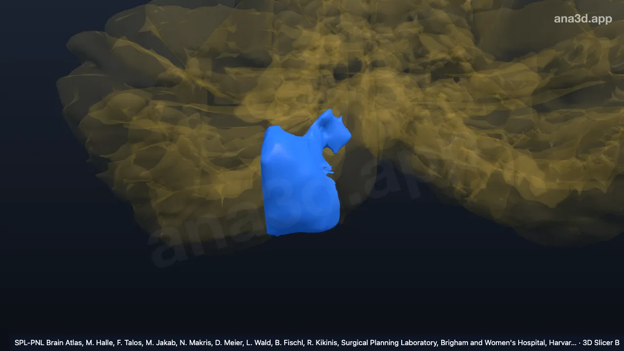3D model: right VIIIB-m