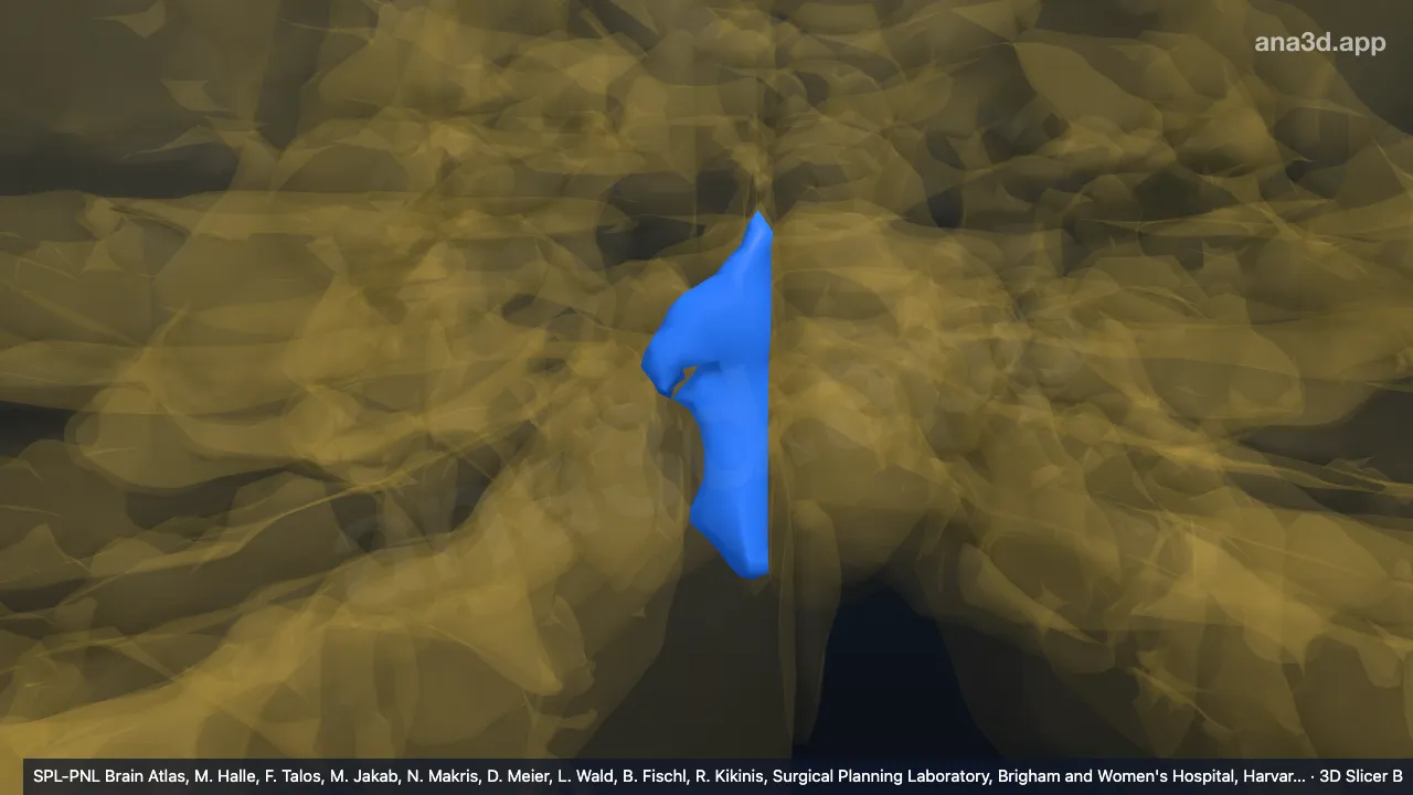 Modelo 3D: VIIIB-v direito