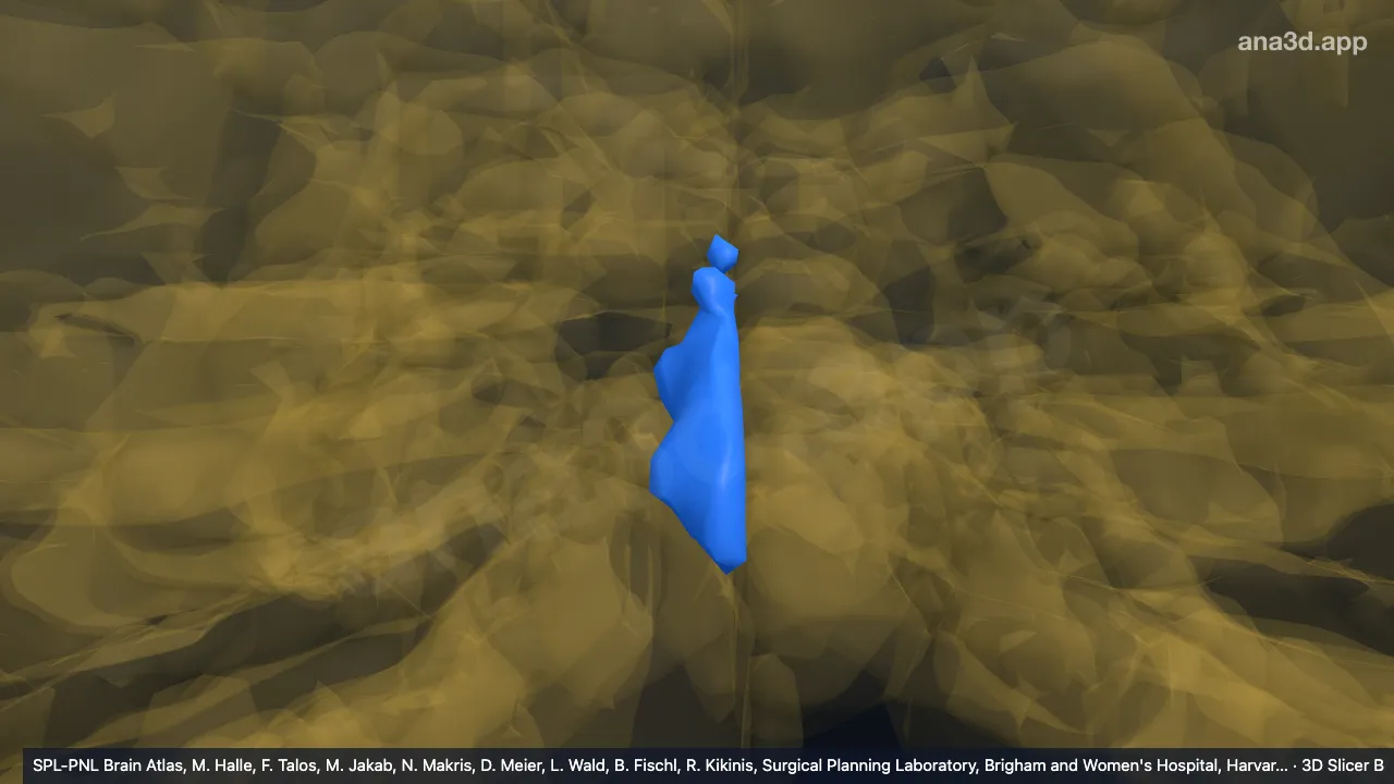 Modèle 3D : X-v droit