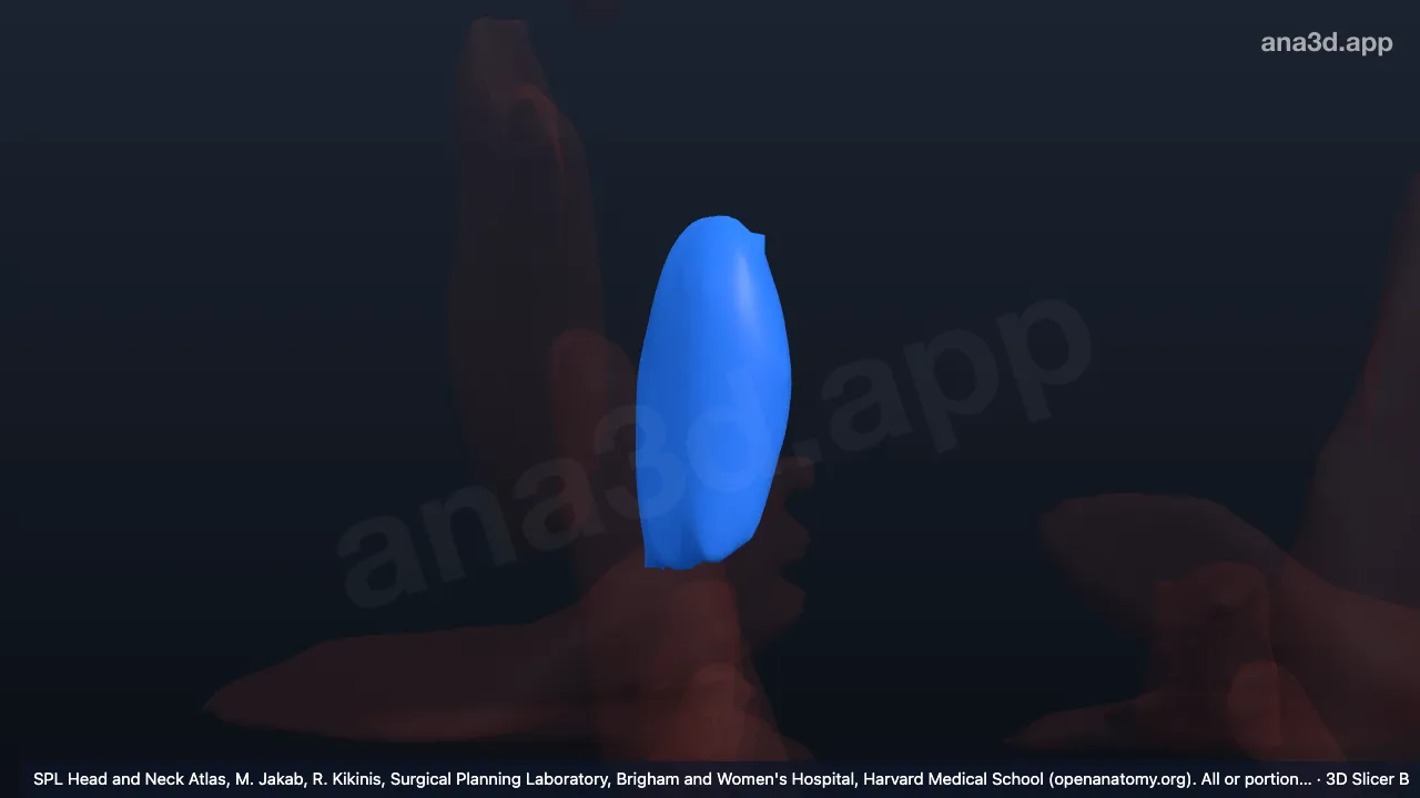 3Dモデル：右頬骨筋