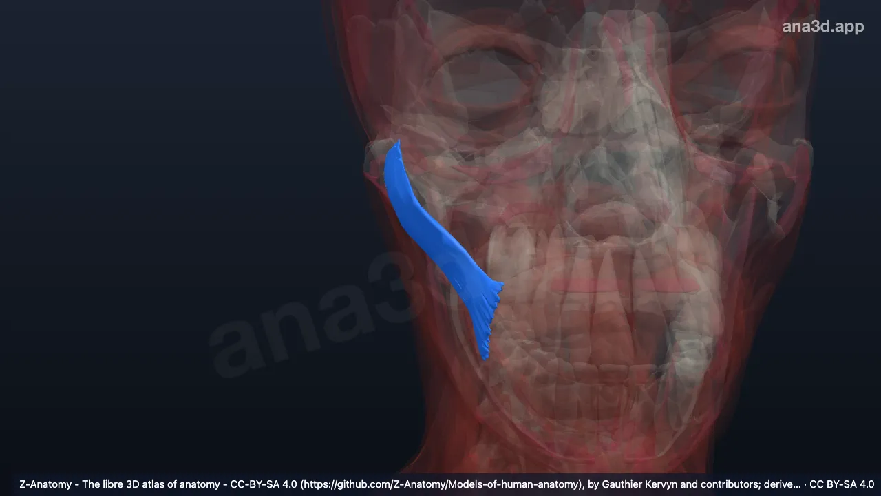 3D model: right zygomaticus major