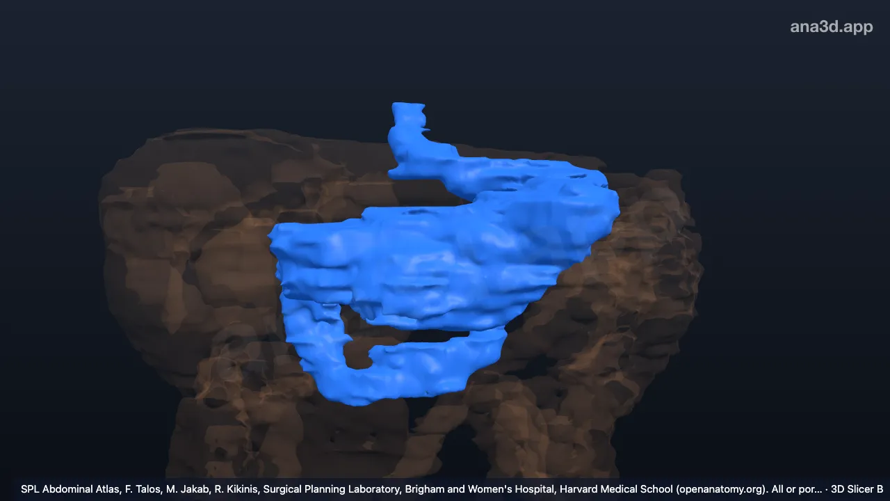 Modelo 3D: Estômago e duodeno