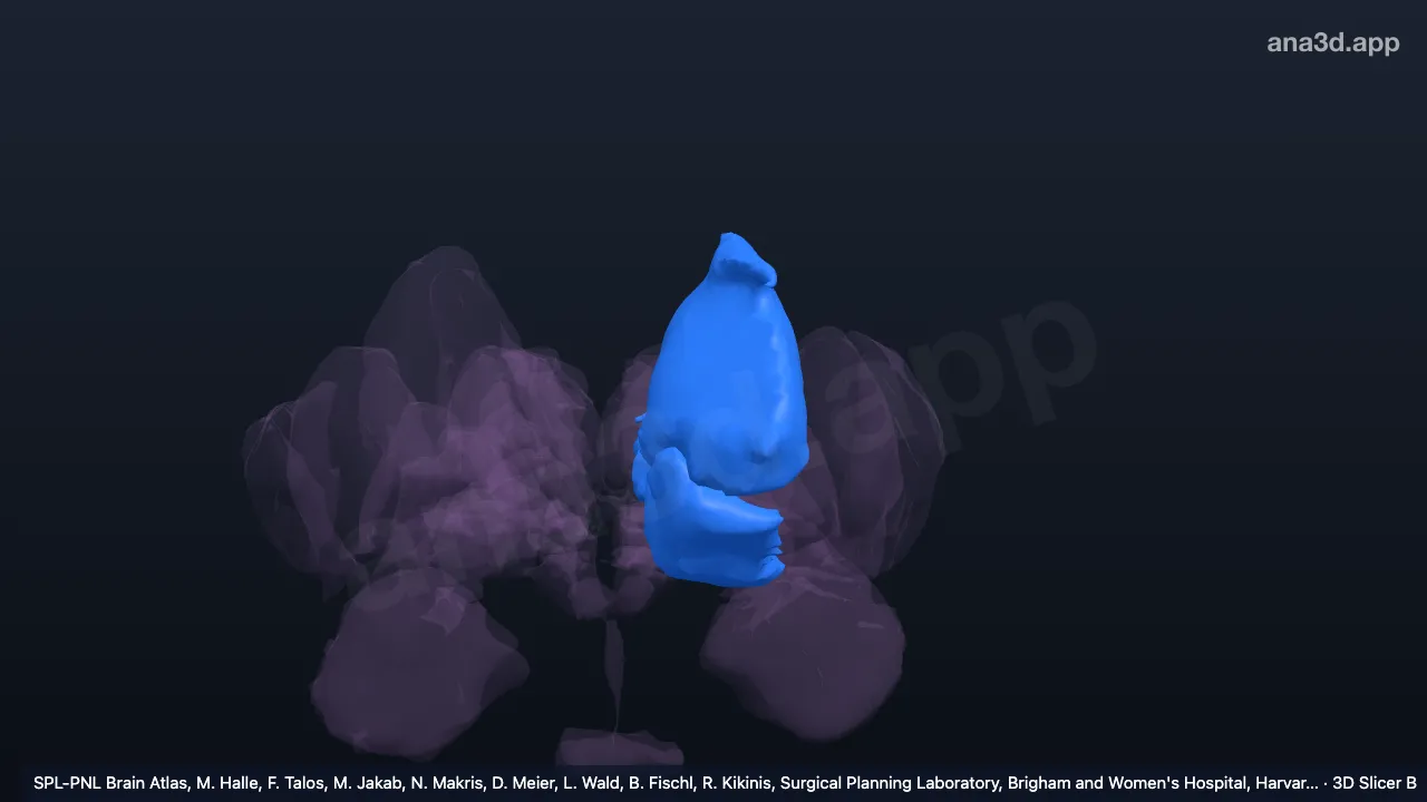Modelo 3D: Estriado do hemisfério cerebral esquerdo