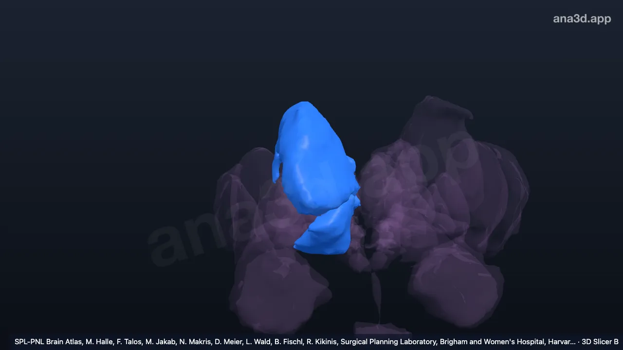 3D 模型：右大脑半球纹状体