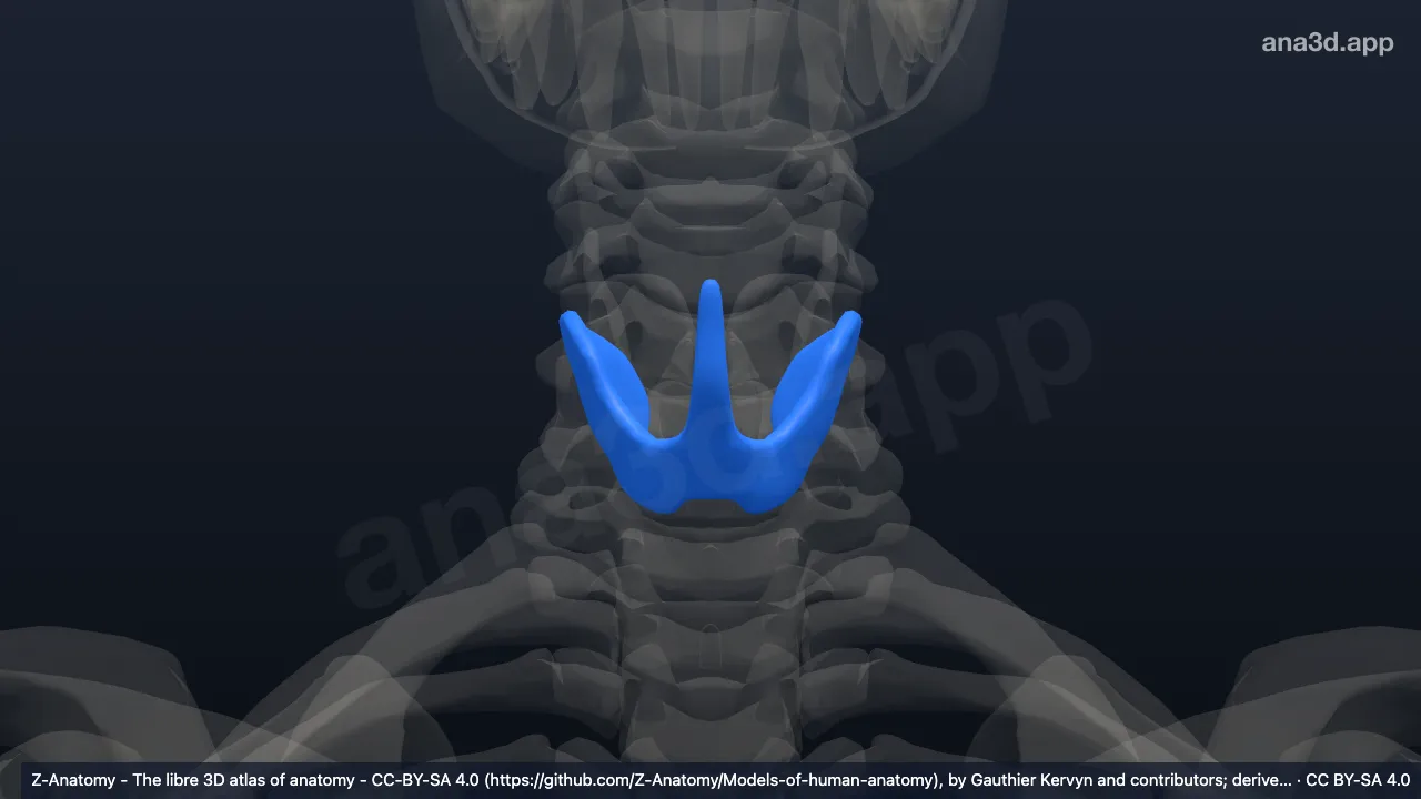 Thyroid gland: anatomy, location and function