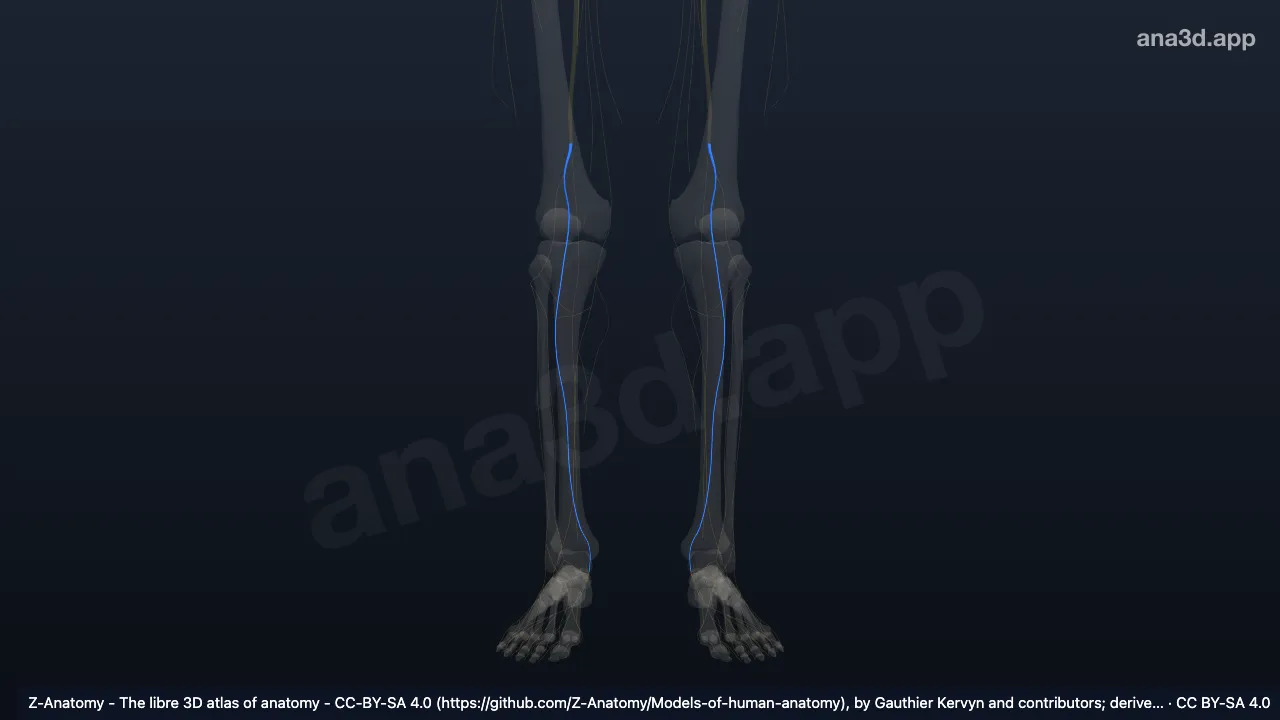 Modelo 3D: Nervio tibial