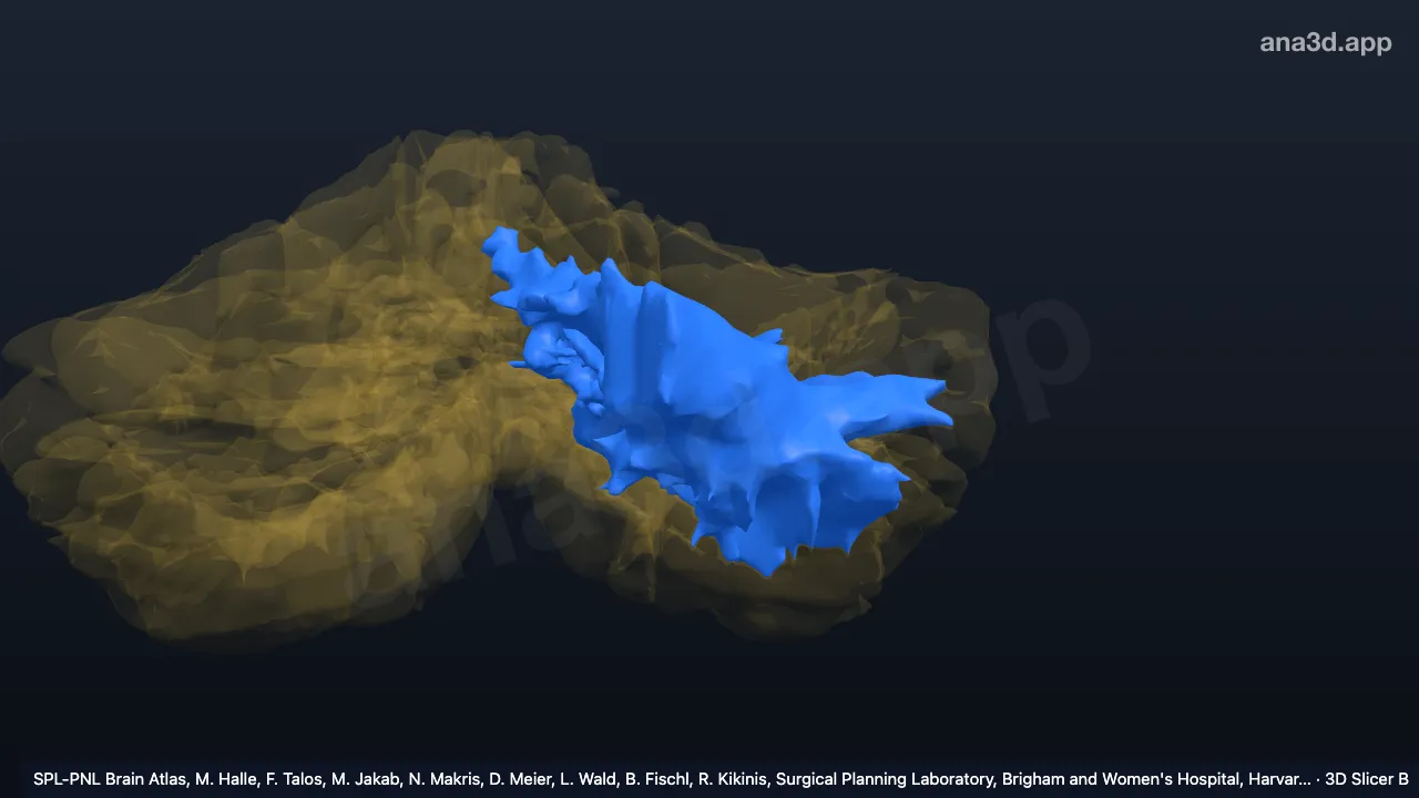 3D model: white matter of left hemisphere of cerebellum