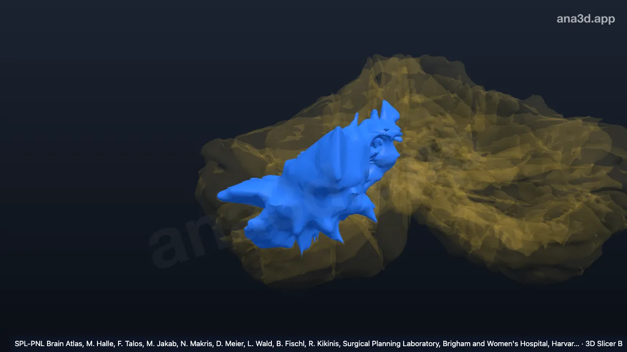 3D model: white matter of right hemisphere of cerebellum