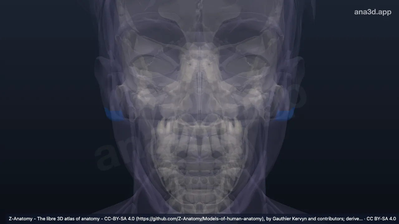 Modelo 3D: Lóbulo auricular