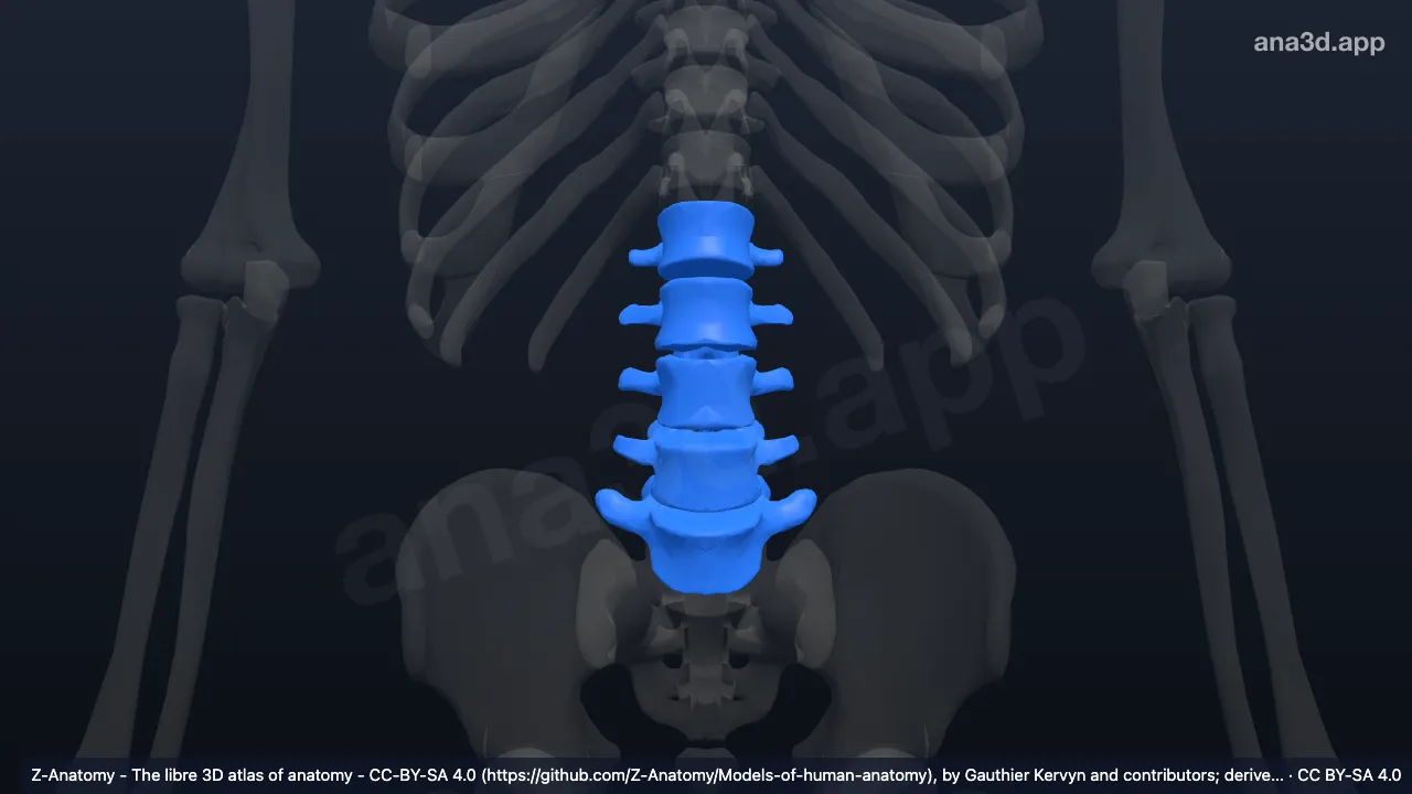 Model 3D: tulang belakang lumbal