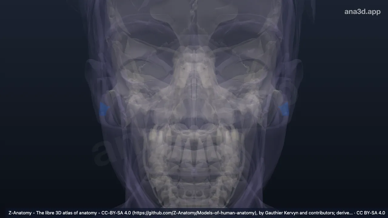 3D-Modell: Antitragus