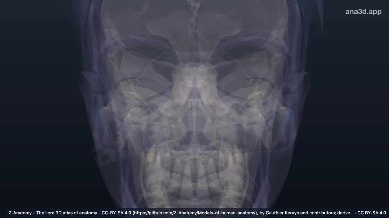 3D model: tragus