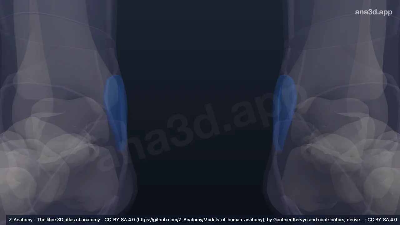 Model 3D: Maleolus medialis