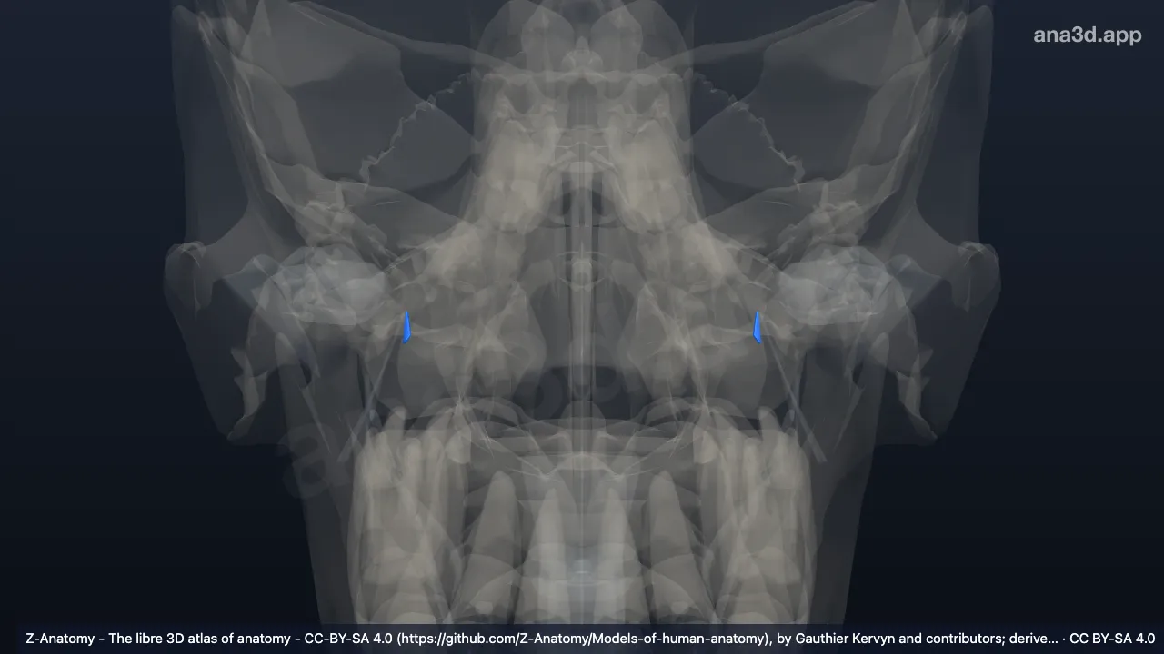 3D model: pterygospinous ligament