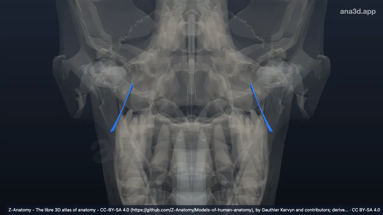3D-Modell: Ligamentum sphenomandibulare