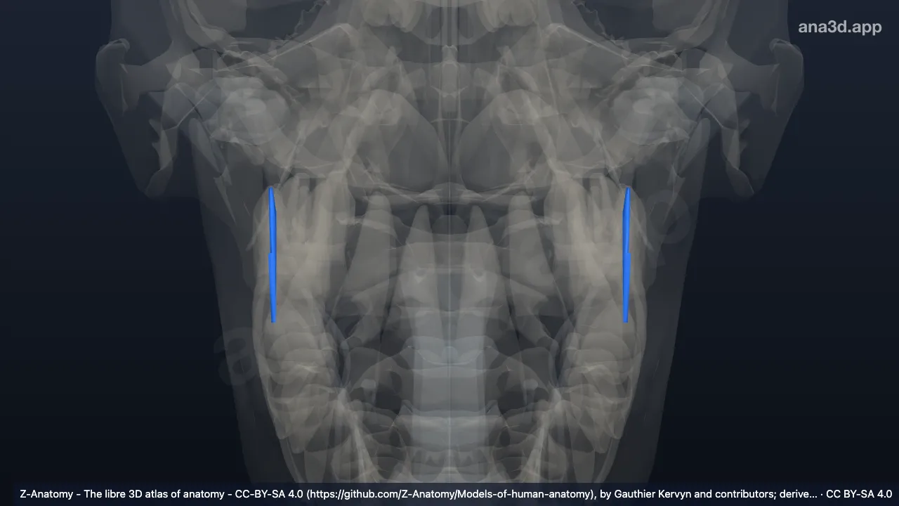3D-Modell: Ligamentum stylomandibulare