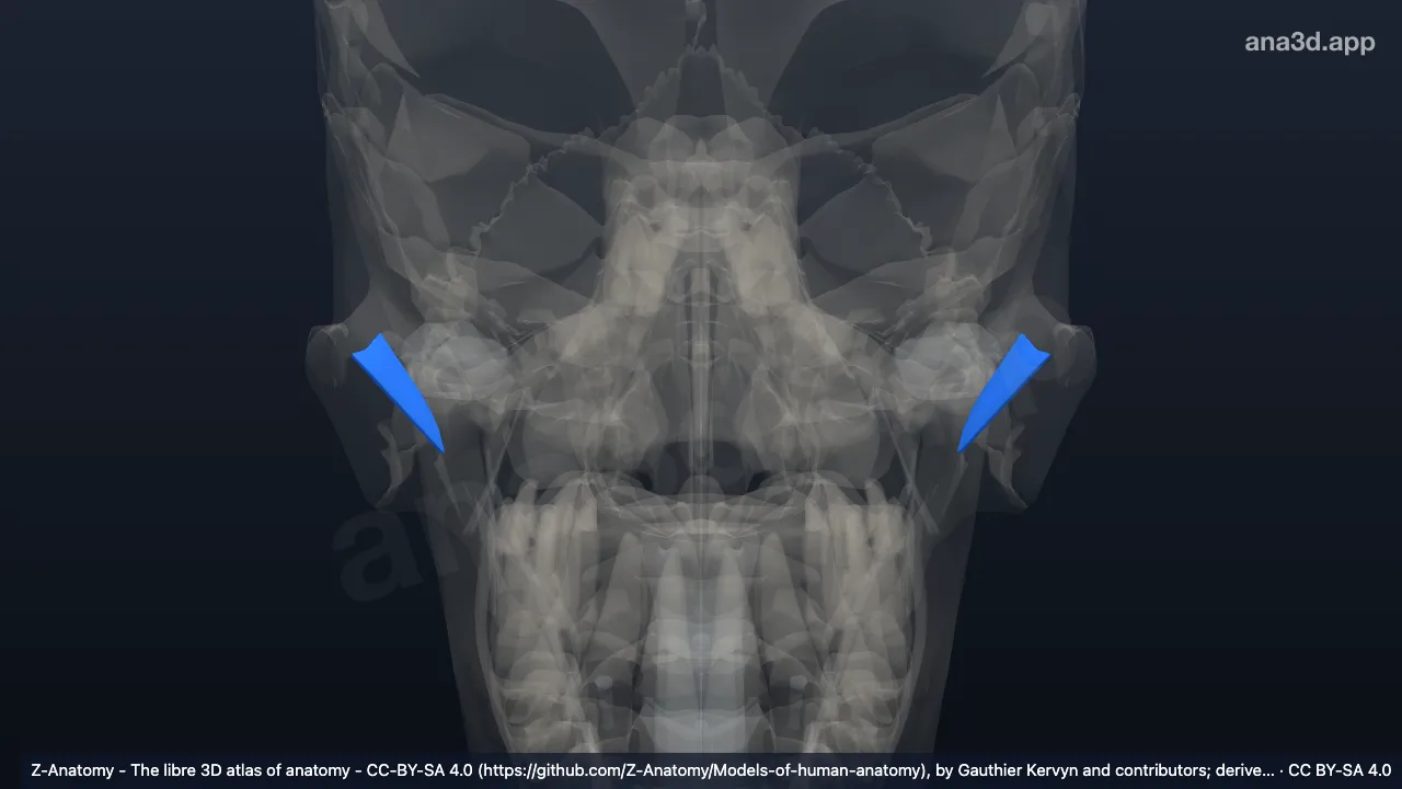 3D-Modell: Ligamentum temporomandibulare laterale