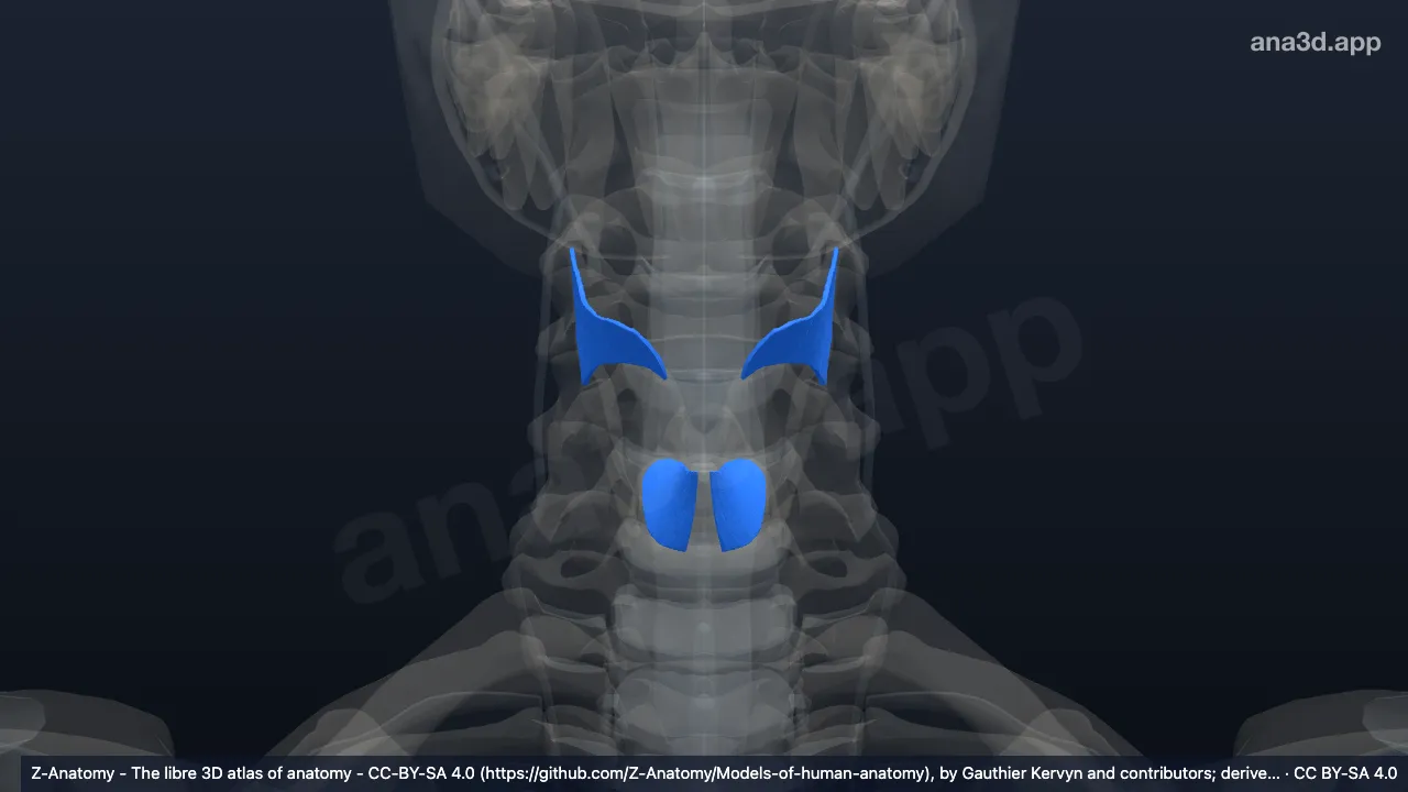 Modelo 3D: Articulações laríngeas