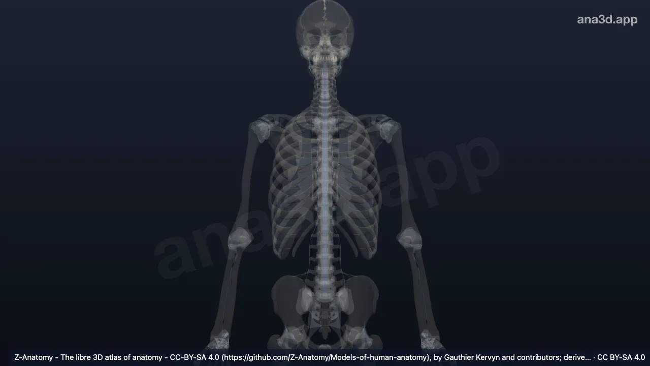 3D model: interspinous ligaments