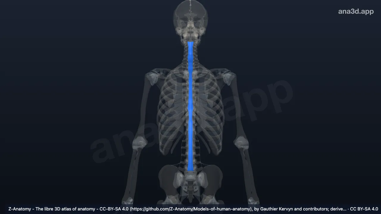 3D model: ligamenta flava