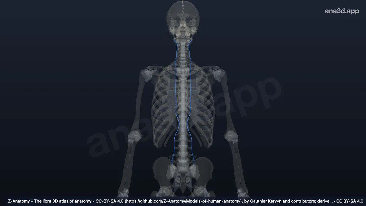 Modelo 3D: Ligamentos intertransversos