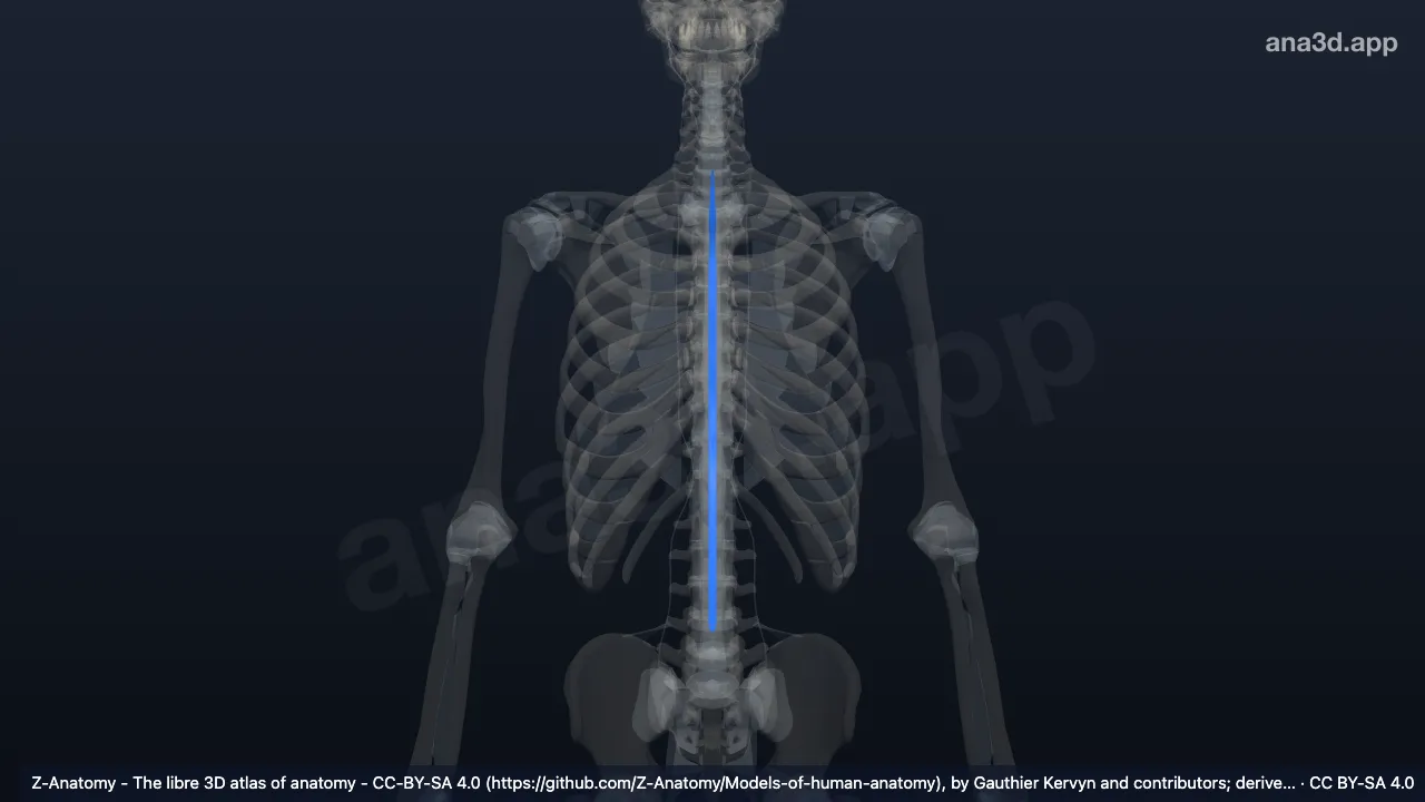 Modelo 3D: Ligamento supra-espinoso
