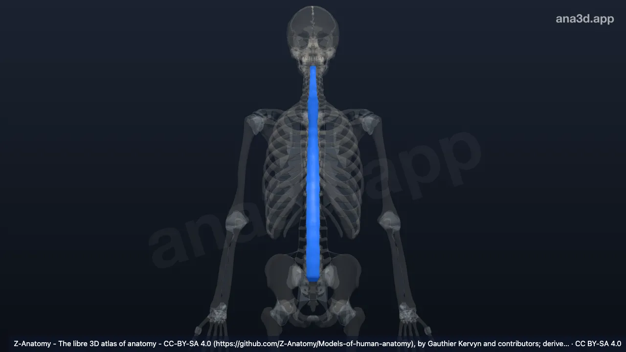 3D model: anterior longitudinal ligament