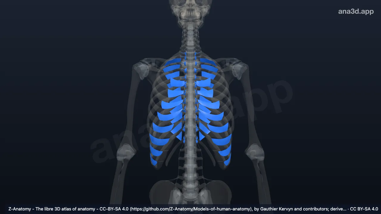 Modelo 3D: Articulaciones torácicas